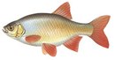 Петриково - иконка «рыбалка» в Фирово